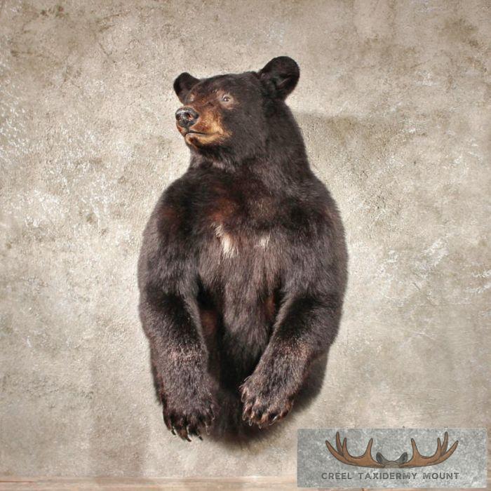 Buy 1/2 Life Size Black Bear Online | Creel Taxidermy