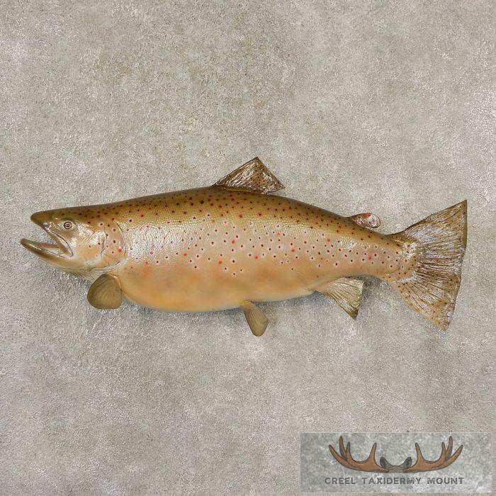 Brown Trout Taxidermy Fish Mount For Sale - Creel Taxidermy
