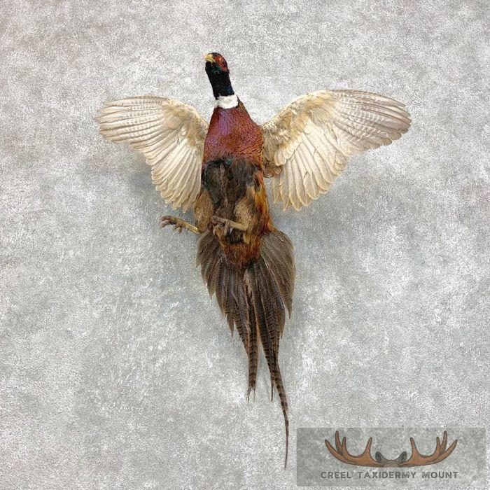 Order Ringneck Pheasant Taxidermy Bird Mounts Online