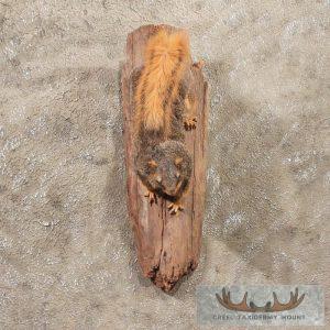 Fox Squirrel Taxidermy Mount Taxidermy