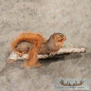 Fox Squirrel Taxidermy Mount Taxidermy