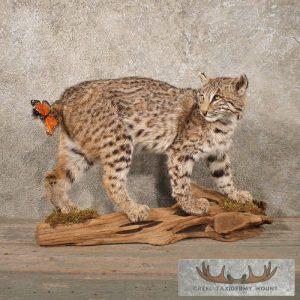 Standing Bobcat w/ Butterfly