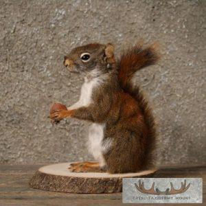 Red Squirrel Taxidermy Mount Taxidermy