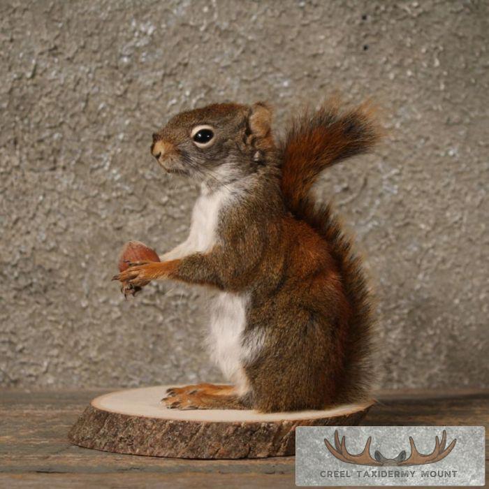 Red Squirrel Taxidermy Mount For Sale Creel Taxidermy red-squirrel-taxidermy-mount-for-sale-creel-taxidermy