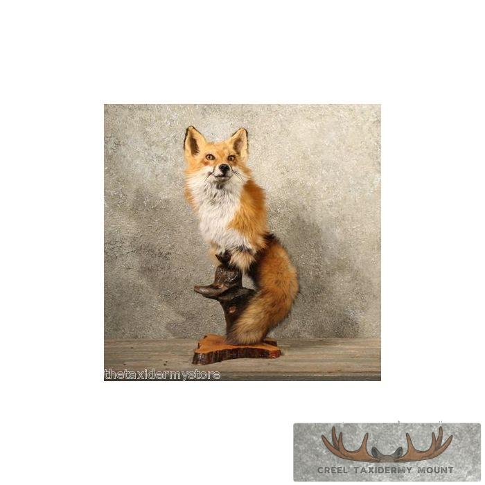 Red Fox Pedestal Mount - Creel Taxidermy