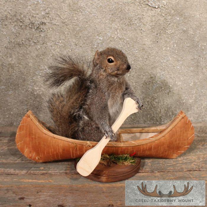 Novelty 'Canoe' Grey Squirrel