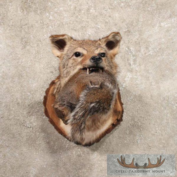 Coyote Shoulder With Squirrel Taxidermy Mount For Sale