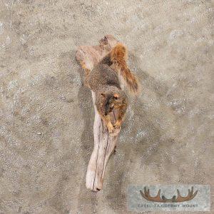 Fox Squirrel Taxidermy Mount Taxidermy
