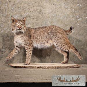 Standing Life Size Bobcat