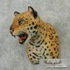 Reproduction Jaguar Shoulder Mount For Sale - Image 6
