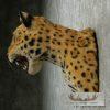 Reproduction Jaguar Shoulder Mount For Sale - Image 8