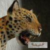 Reproduction Jaguar Shoulder Mount For Sale - Image 3