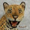 Reproduction Jaguar Shoulder Mount For Sale - Image 2