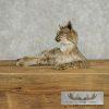 Bobcat Life-Size Taxidermy Mount For Sale - Image 3