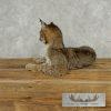 Bobcat Life-Size Taxidermy Mount For Sale - Image 7