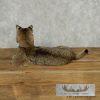 Bobcat Life-Size Taxidermy Mount For Sale - Image 8