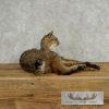 Bobcat Life-Size Taxidermy Mount For Sale - Image 6