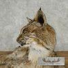 Bobcat Life-Size Taxidermy Mount For Sale - Image 4