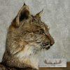 Bobcat Life-Size Taxidermy Mount For Sale - Image 5