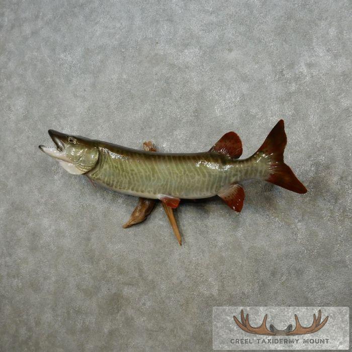 Musky Reproduction 46