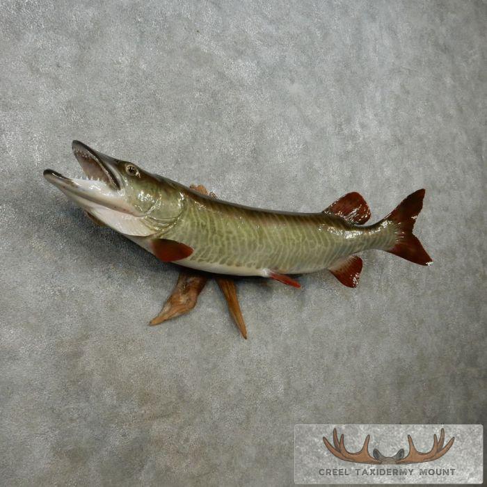 Musky Reproduction 46