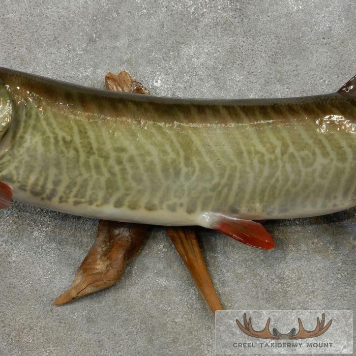 Musky Reproduction 46