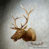 Rocky Mountain Elk Head Taxidermy Shoulder Mount For Sale - Image 3