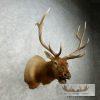 Rocky Mountain Elk Head Taxidermy Shoulder Mount For Sale - Image 2
