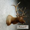 Rocky Mountain Elk Head Taxidermy Shoulder Mount For Sale - Image 4