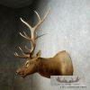 Rocky Mountain Elk Head Taxidermy Shoulder Mount For Sale - Image 5