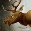 Rocky Mountain Elk Head Taxidermy Shoulder Mount For Sale - Image 7