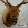 Rocky Mountain Elk Head Taxidermy Shoulder Mount For Sale - Image 6