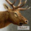 Rocky Mountain Elk Head Taxidermy Shoulder Mount For Sale - Image 8