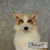 Red Marble Fox Taxidermy Mount For Sale - Image 4