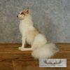 Red Marble Fox Taxidermy Mount For Sale - Image 2