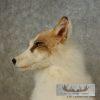 Red Marble Fox Taxidermy Mount For Sale - Image 6