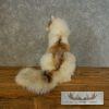 Red Marble Fox Taxidermy Mount For Sale - Image 7