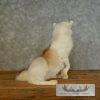 Red Marble Fox Taxidermy Mount For Sale - Image 8