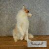 Red Marble Fox Taxidermy Mount For Sale - Image 3