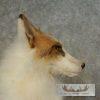 Red Marble Fox Taxidermy Mount For Sale - Image 5