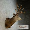 Mule Deer Taxidermy Shoulder Mount For Sale - Image 4
