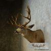 Mule Deer Taxidermy Shoulder Mount For Sale - Image 5
