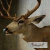 Mule Deer Taxidermy Shoulder Mount For Sale - Image 8
