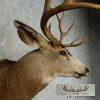 Mule Deer Taxidermy Shoulder Mount For Sale - Image 9