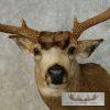 Mule Deer Taxidermy Shoulder Mount For Sale - Image 6