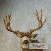 Mule Deer Taxidermy Shoulder Mount For Sale - Image 7