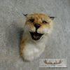 Reproduction Eurasian Lynx Shoulder Mount For Sale - Image 2