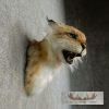Reproduction Eurasian Lynx Shoulder Mount For Sale - Image 4