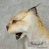 Reproduction Eurasian Lynx Shoulder Mount For Sale - Image 7
