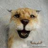 Reproduction Eurasian Lynx Shoulder Mount For Sale - Image 6